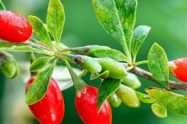 食用枸杞|吃野菜好处多,专家有几种野菜是天然中药,多吃身体才健康