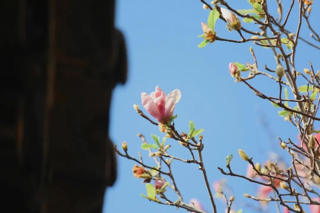 繁花烂漫迷人眼，香洲这里春色如画...