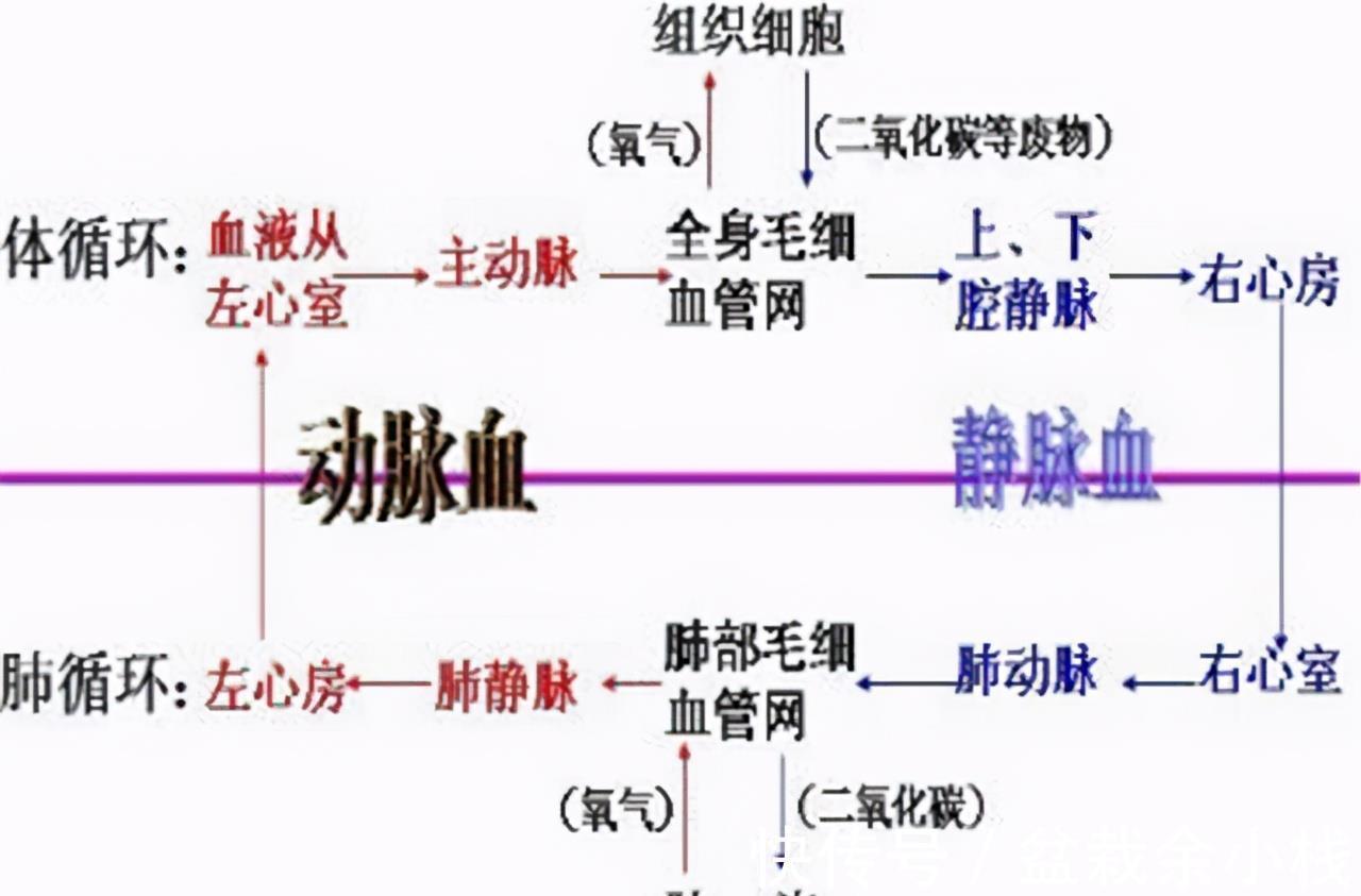 甘油三酯|甘油三酯高了就要吃药?医生:错了,达到一定的数值才要吃降脂药