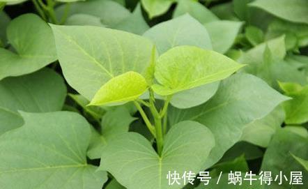 冬病夏治|吃了红薯叶以后,切不可别碰3类食物,不然对身体不利!