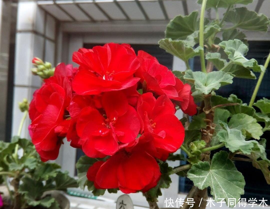 夏季的时|2种“开花机器”,适合养阳台,夏秋都有花,花色绝美看不腻