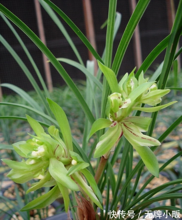 此兰花是“十大奇花”之首,花型奇特,曾千金一苗,现物美价廉