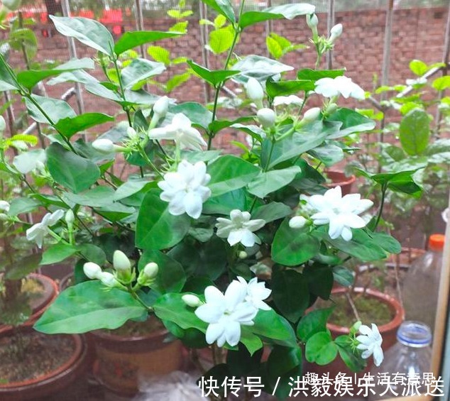 施肥|茉莉花别乱施肥，用2个“小妙招”，轻松开爆盆，别说没告诉你
