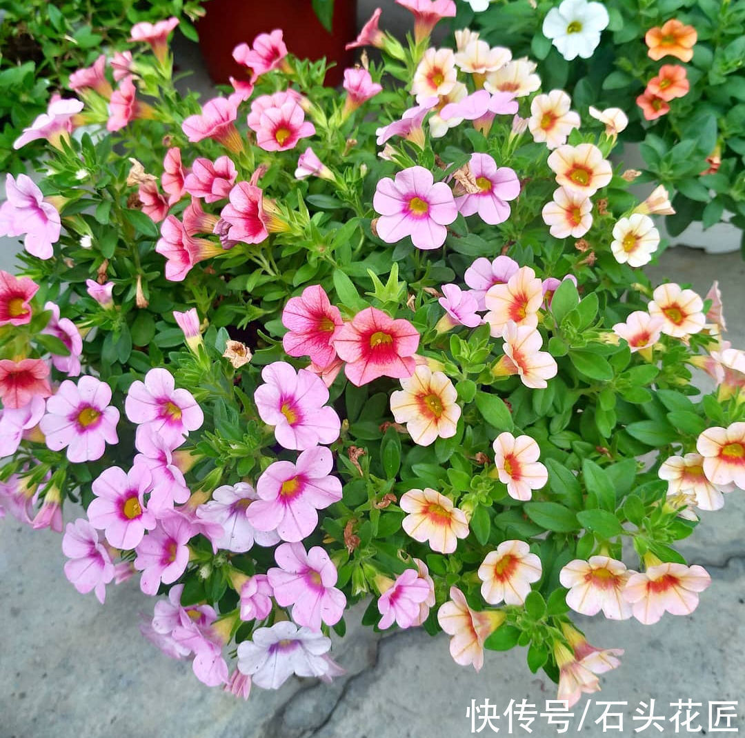 太阳花|天气越热,越能开爆盆的“5种花”,阳台各养1盆开花上千朵