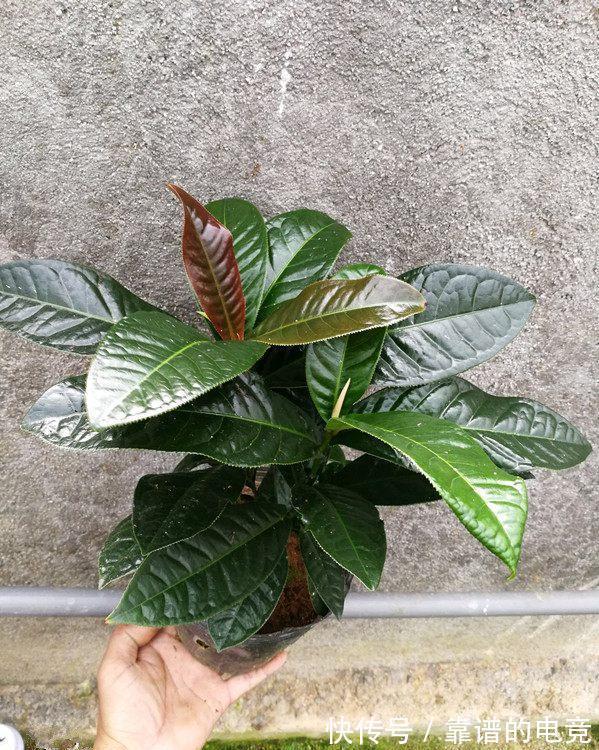 这“三茶花”不怕冷,零下30℃也能开花,单朵可持续绽放一整季