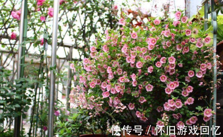 冬季养小木槿,想平稳过渡就该注意这4点,保来年开花更多