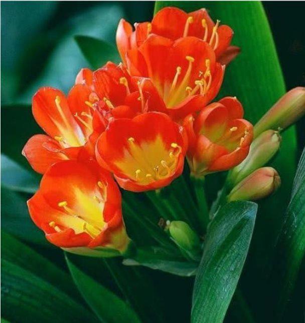 几款花卉，漂亮又好闻，四季有花开，花香四溢飘满屋