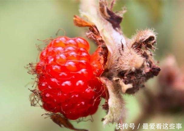 农村老人常说有毒不能吃,殊不知是“维C之王”,一斤可卖60元