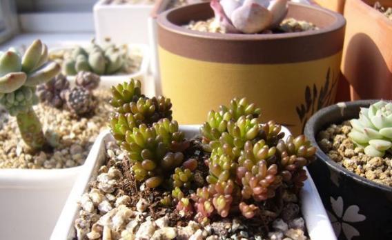 浆果|多肉雅乐之舞、紫珍珠、浆果,颜值爆表,养护却不难!