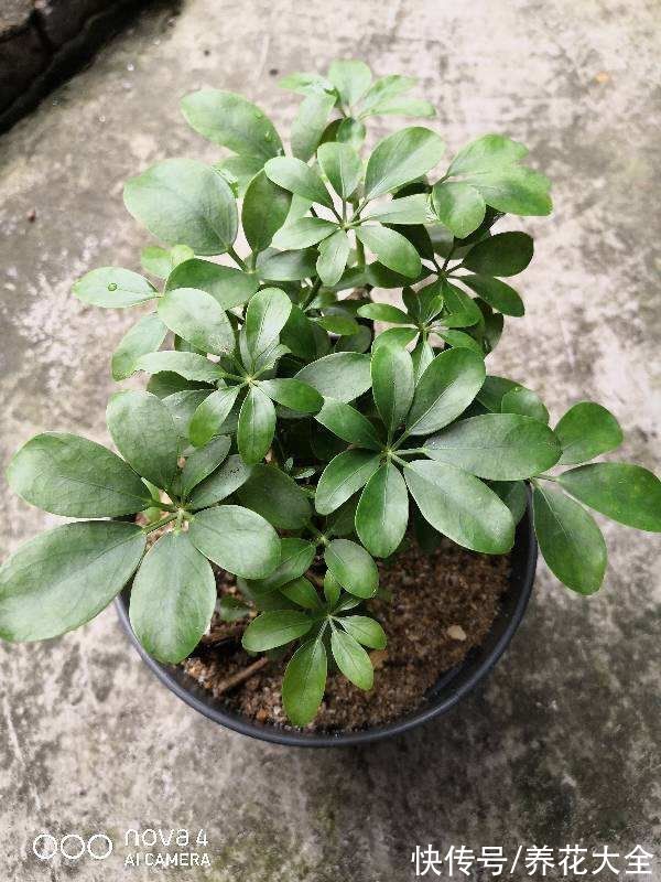 30种观叶植物,能观赏也净化空气,总有一种你养过