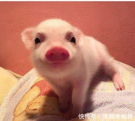 建立|明朝建立之后不允许猪叫猪，那么叫什么呢？答案你想不到