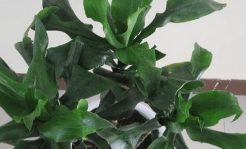 北阳台光线较差，怎么盆栽植物？5款“耐阴花”，没问题！