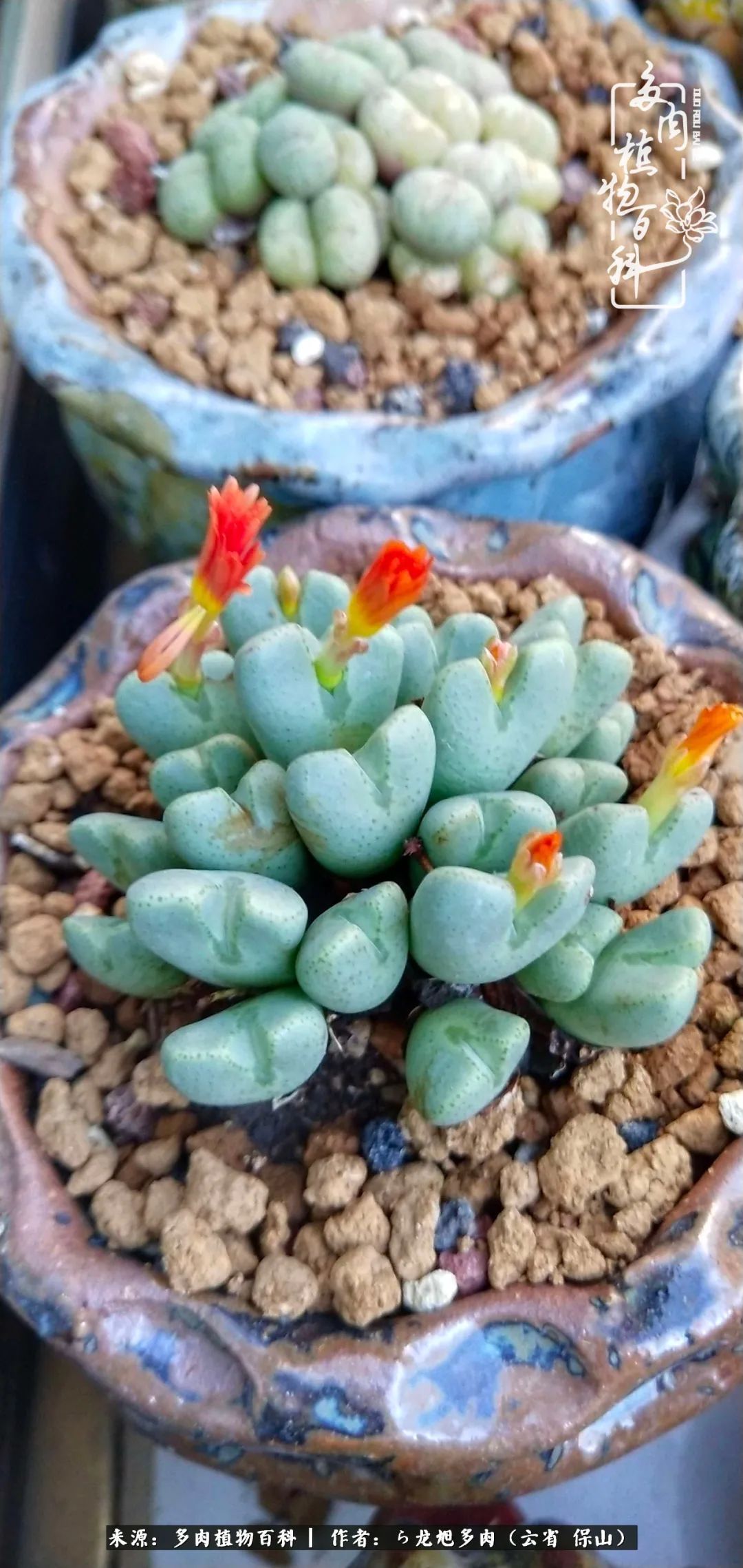 叶片|美了，美了！当秋天的风吹向你我的多肉！