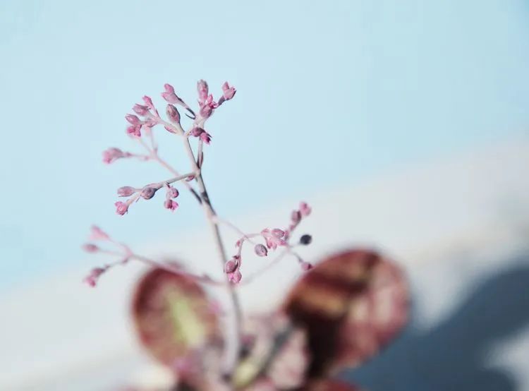 面朝大海的多肉们，在四季变迁中生生不息！