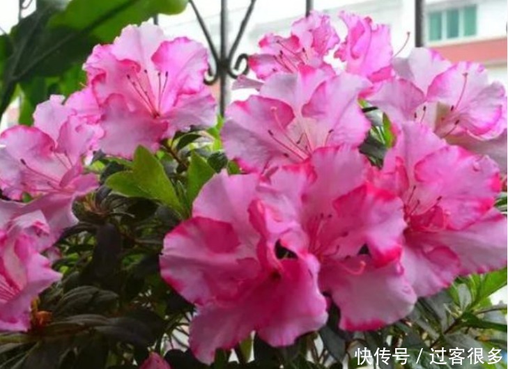 茶叶|自制“4种”花肥,不花1分钱,花卉养得旺,施肥换盆都好用!