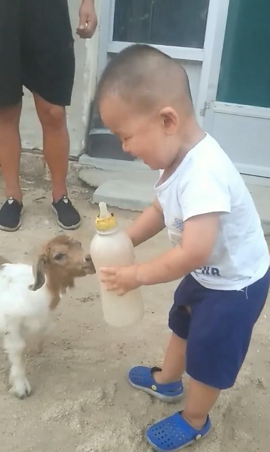 宝宝|小宝宝给小羊喂奶,小羊跪地的这个姿势,瞬间戳中路人萌点
