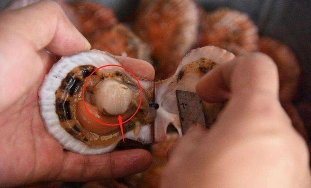 扇贝|瑶柱是啥市面上千元一斤,可惜很多人不识货,当烧烤吃被扔掉了