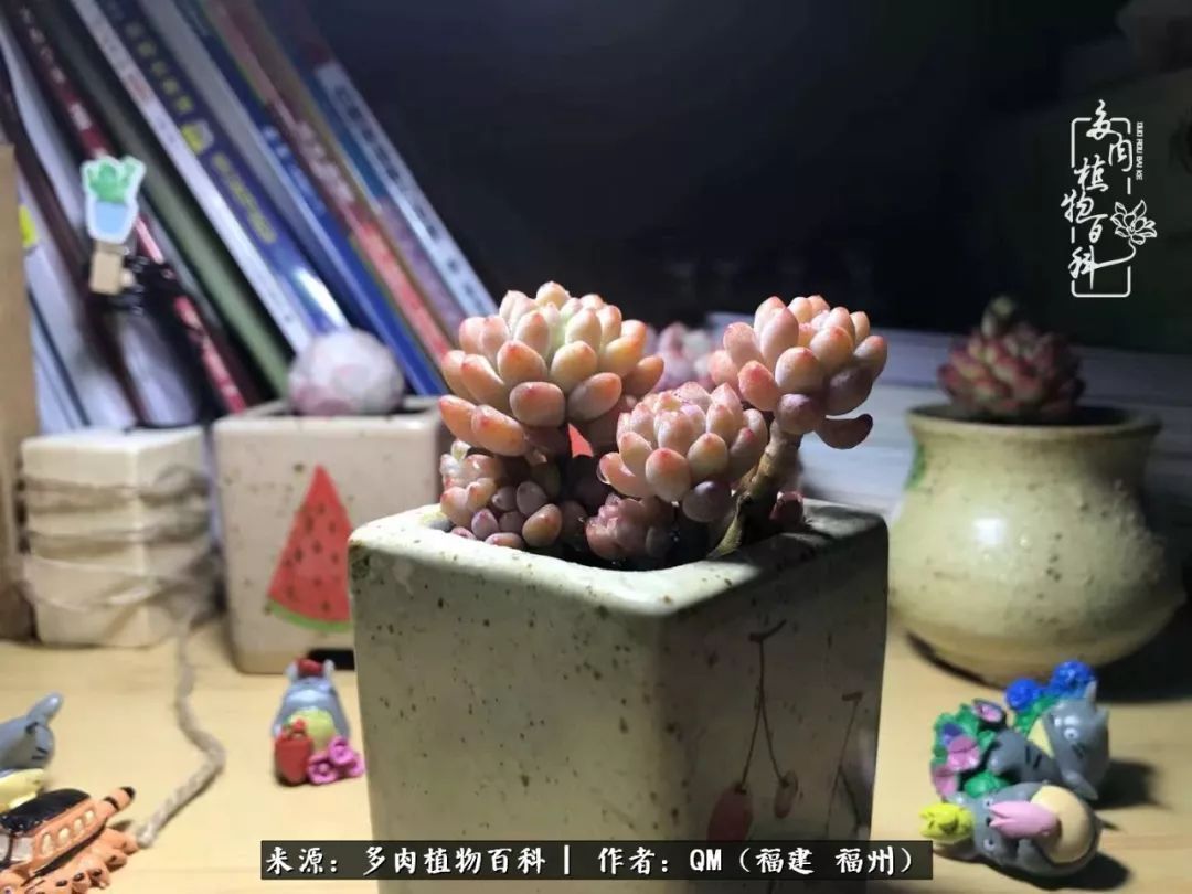 寒山转苍翠,秋水日潺湲——多肉未央,睹物思人!