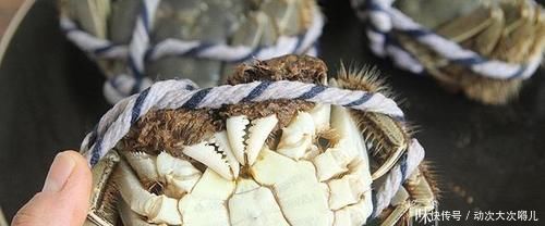 忽悠|买螃蟹不要随便挑,牢记这4点,老板一看你就是行家,不敢忽悠你