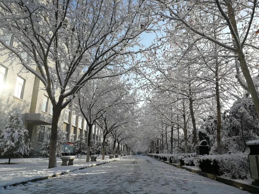 初雪|定格·山东商院的初雪