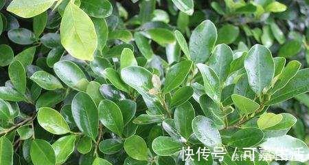 金银花|花友公认具有灵性的绿植，你需要知道它们