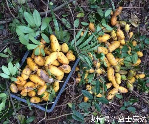 牛卵坨|农村这种野果,常吃能清热利尿补肾,如今一斤25成稀罕货