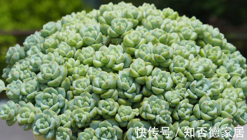 多肉出现这3种症状，就是在警示主人：该换盆土了！