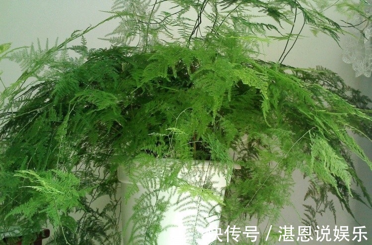 黄叶|养文竹总是黄叶,找准3个原因,长得茂密旺盛,变成“翠绿球”