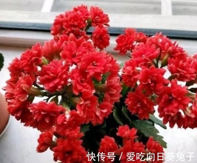 养花就养这几款，全年开花不停，沾点水就疯长，开花勤还爱爆盆