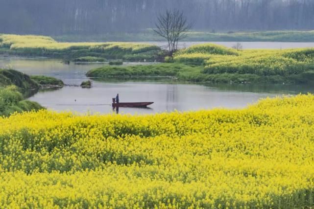 泛舟邛崃“千岛湖” 遍赏“水乡”油菜花