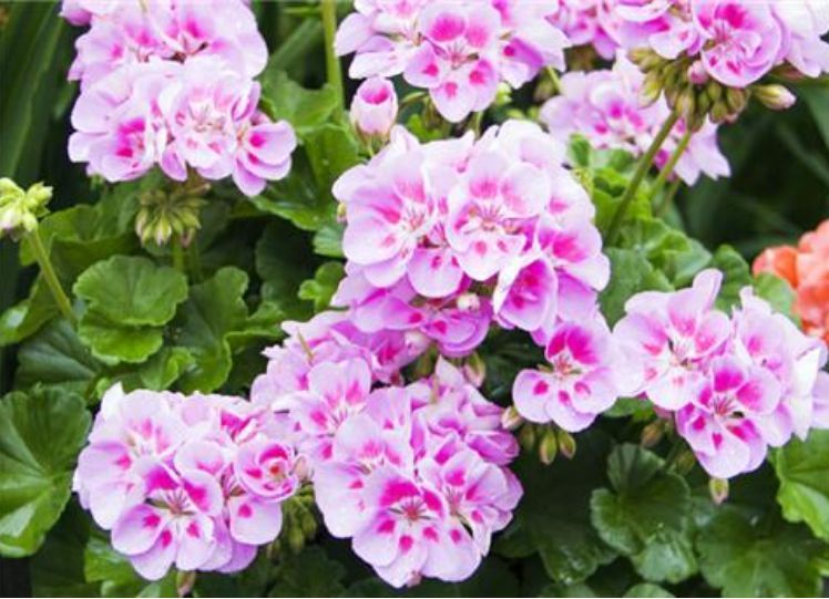 3种花美如仙，完胜牡丹还好养，给点水就疯长，寓意吉祥福连连！