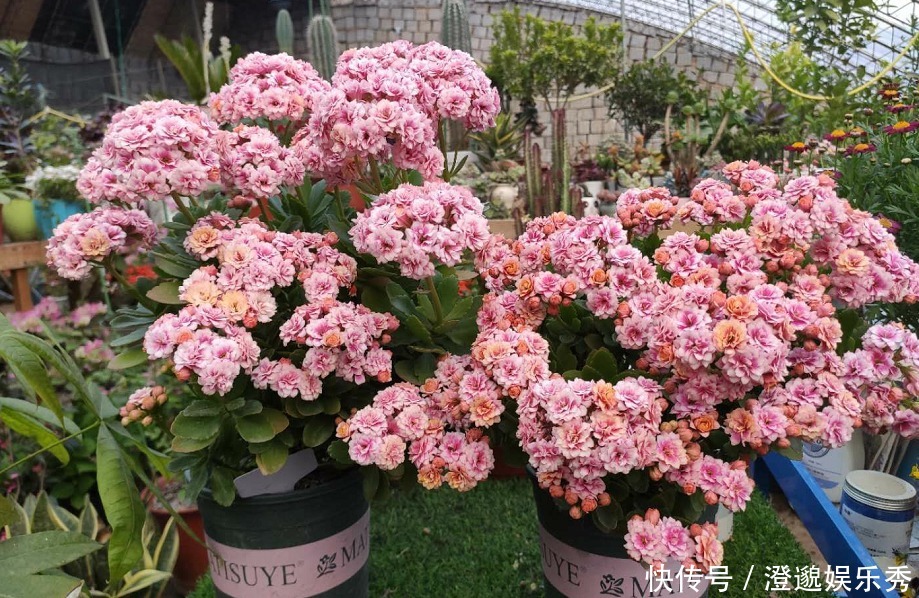 爆盆|什么花一盆开花上百朵？选5种就可以，不仅开花美，而且易爆盆