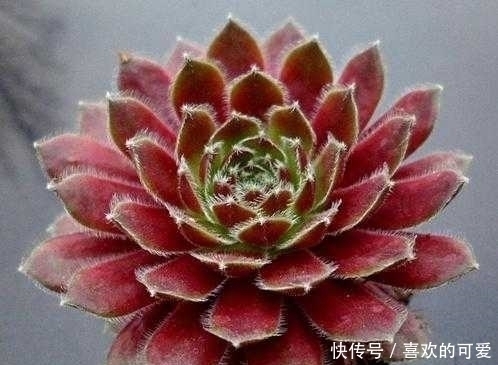 人生|12生肖出生在什么日子此生享不尽荣华富贵