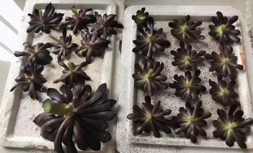 繁殖多肉的途径：砍头茎插、拿叶子催根育苗