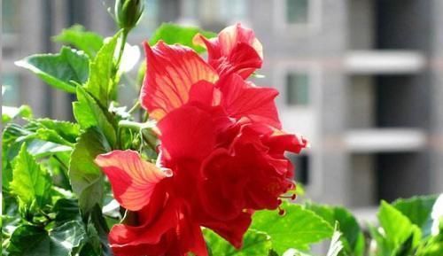 这10种花超级怕冷，再不搬进屋，小心只剩下盆了