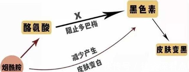 黑色素细胞|太阳一晒就黑,宅家半年也白不回来,“美白”真的有那么难吗!