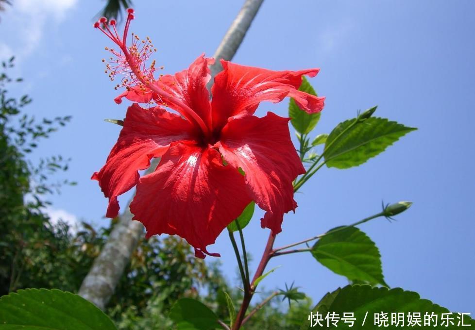 家里采光差就养几种花,随随便便就开花,颜值也很高