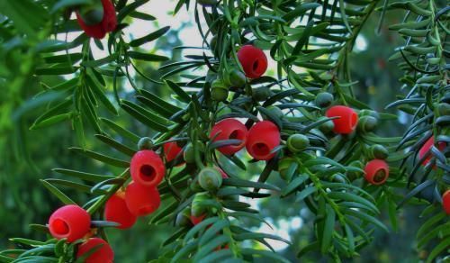 雌雄异株|3种带香味的树,家里养一棵,四季清香,人人见了都喜欢