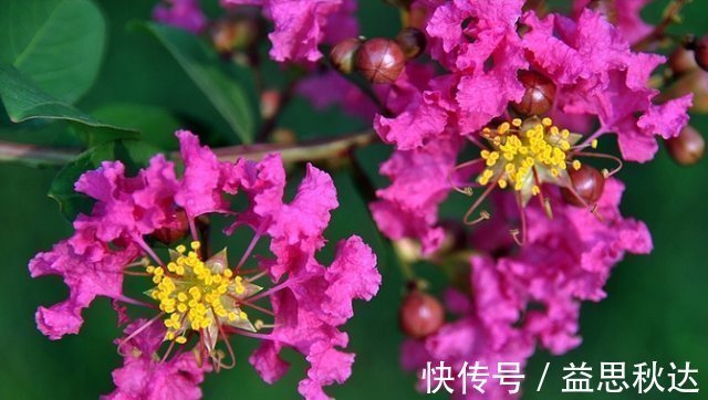 花花量|夏天养花难养此3种花“最适合”，越晒越旺，给点水就“爆盆”