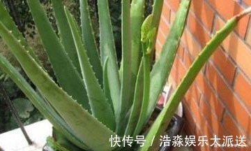 现如今,很多人爱养“3种植物”,难怪都钱多,过得好,你家有
