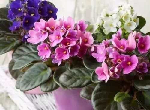 观赏价值|家里就养4种花,漂亮花期长,一年四季开不停,养护简单又漂亮!