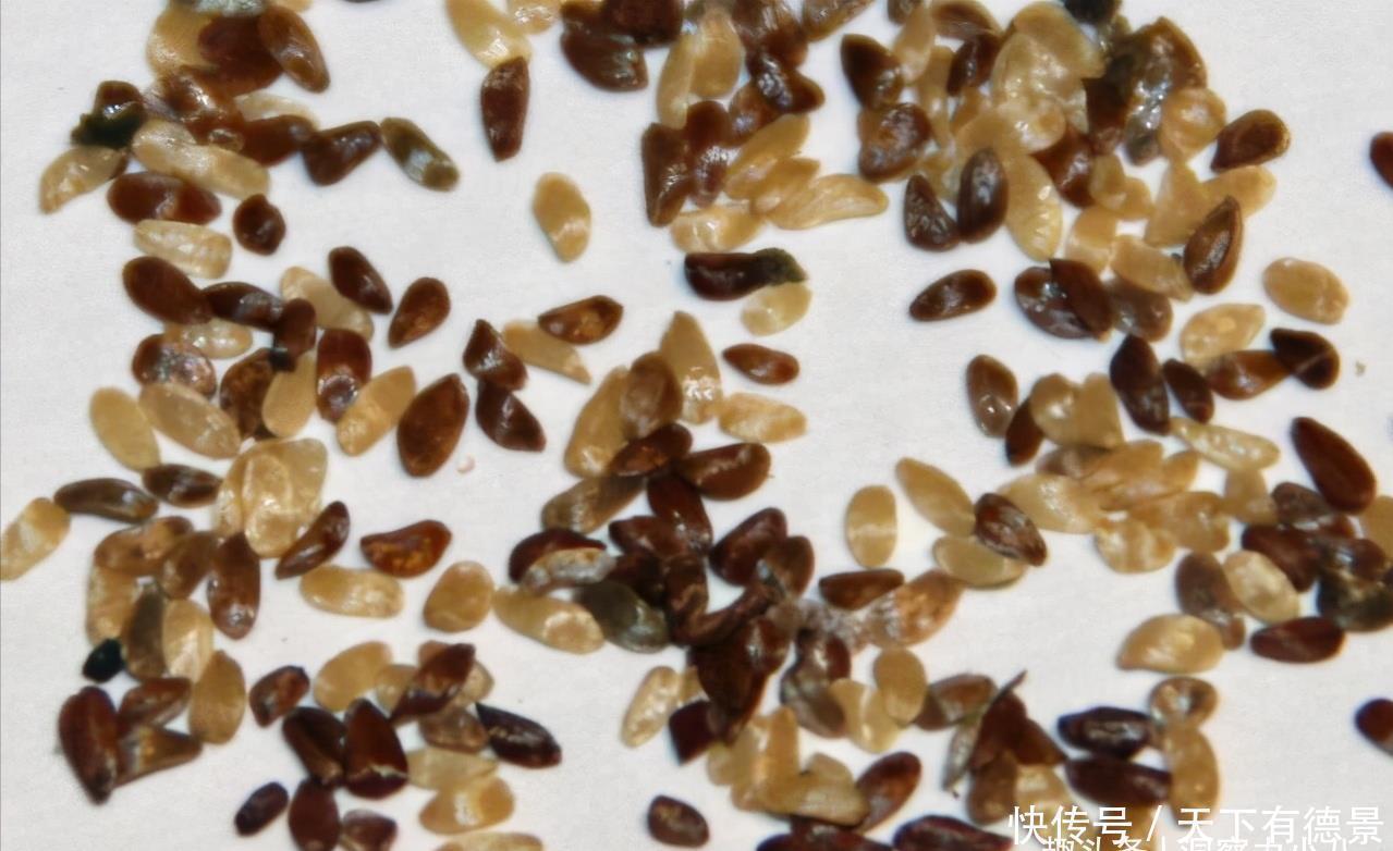 小清新|别错过这款网红花,花朵如小铃铛,“香气馥郁”双季节持续绽放