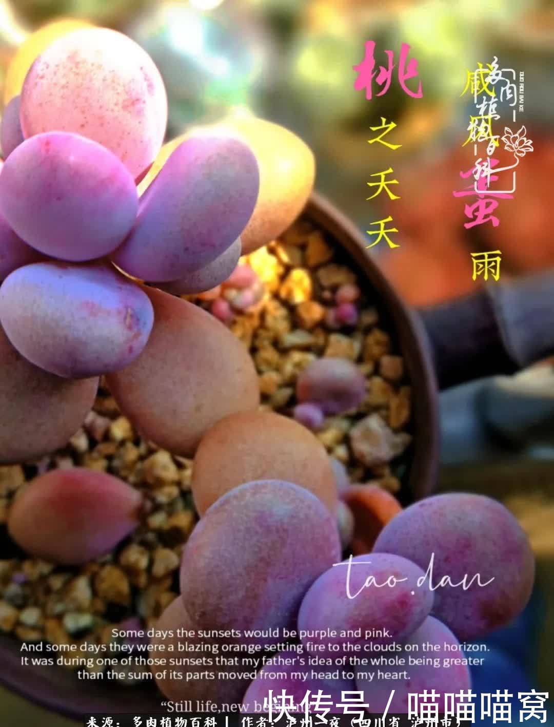 今日阳光正好怎能浪费?多肉美照拍拍拍!