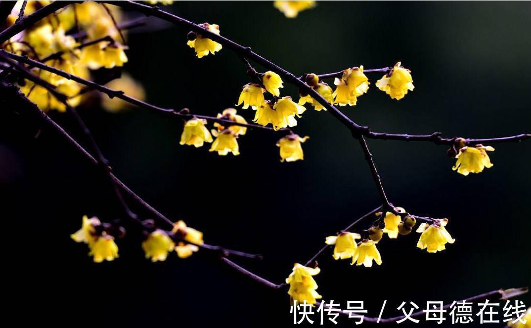 花谚|养腊梅的经验,也谈谈品种,养护和梅龟