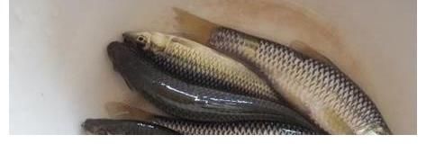 江西水库麦穗鱼泛滥？其实它已入侵34国，欧洲早就成“重灾区”