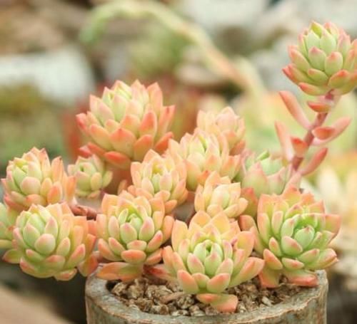 普货多肉马库斯,皮实健壮爱爆头,掌握4个要点,长成漂亮老桩