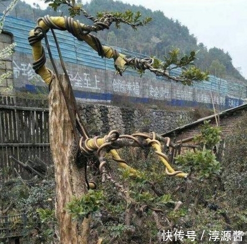 鉴赏|盆景鉴赏:一棵黄杨提根15年,这么粗的根头一次见!