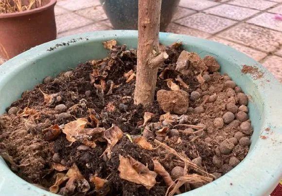 蟹爪兰|长寿花换盆，切忌越换越大，一直用小盆养才好！