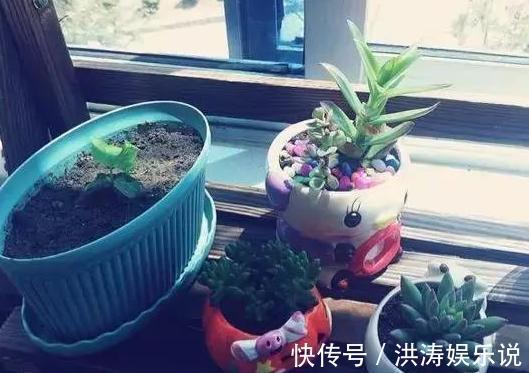 居家自制肥|居家自制肥别光盯着淘米水了，用它们做花肥，营养价值更高