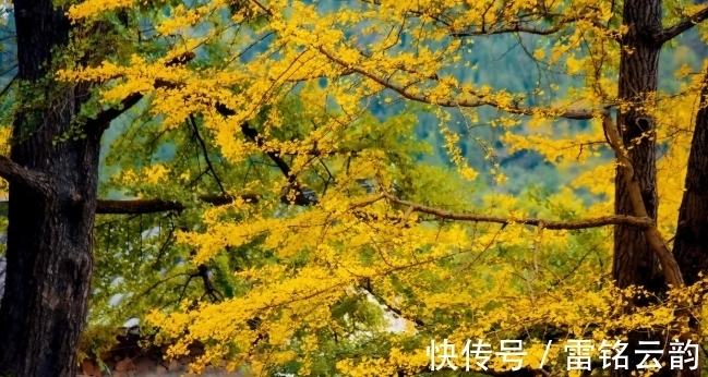 院子里种4种树,注意辨别“公母”,选错了只开花不结果